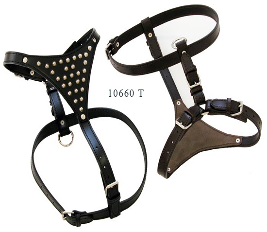 Pitbull Harness with Fees